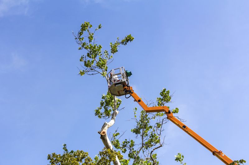 Mango Tree Trimming