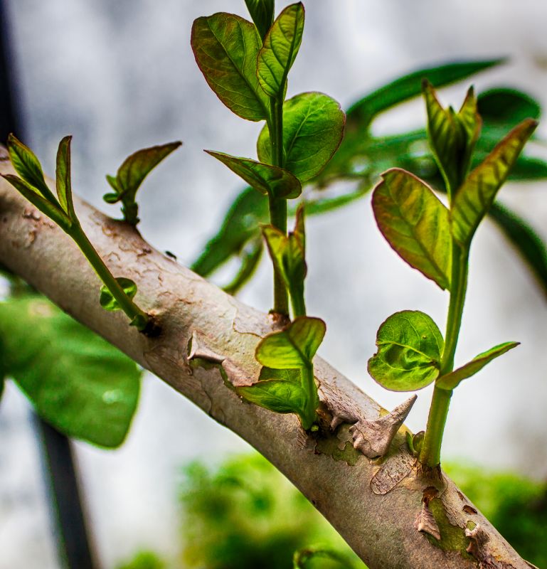 Mango Tree Trimming