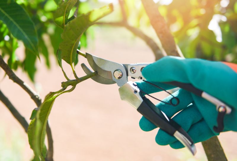 Mango Tree Trimming