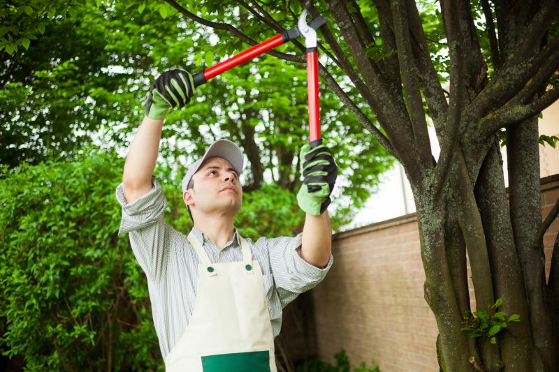 Mango Tree Trimming