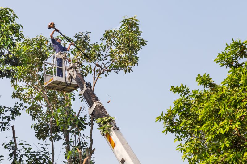 Mango Tree Trimming