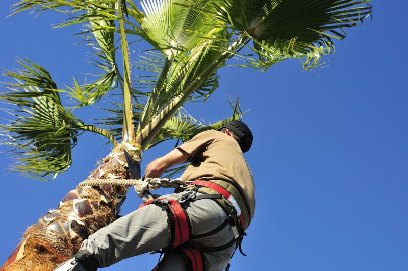 Mango Tree Trimming