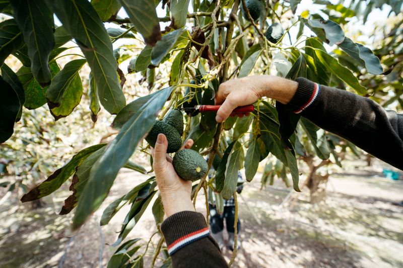 Mango Tree Trimming