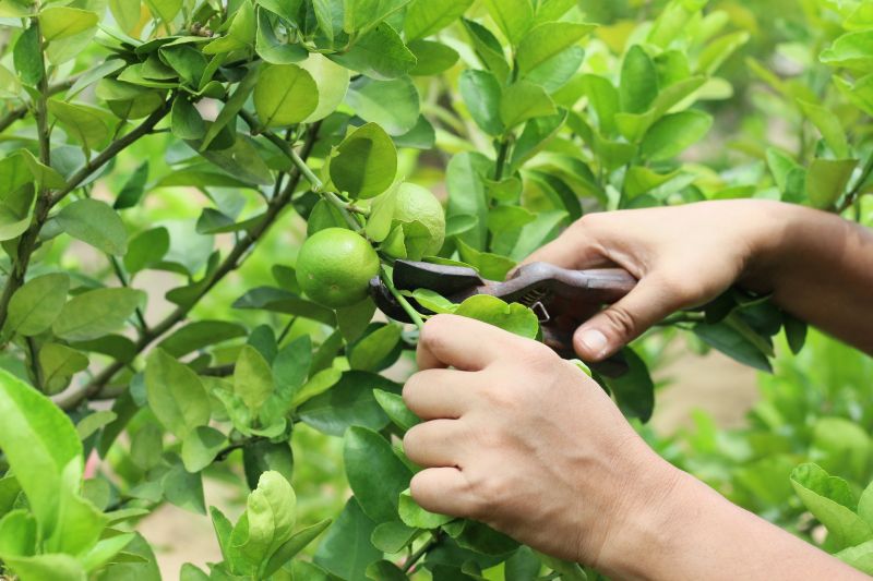 Mango Tree Trimming
