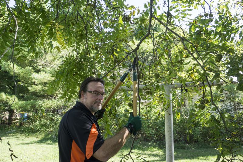 Mango Tree Trimming