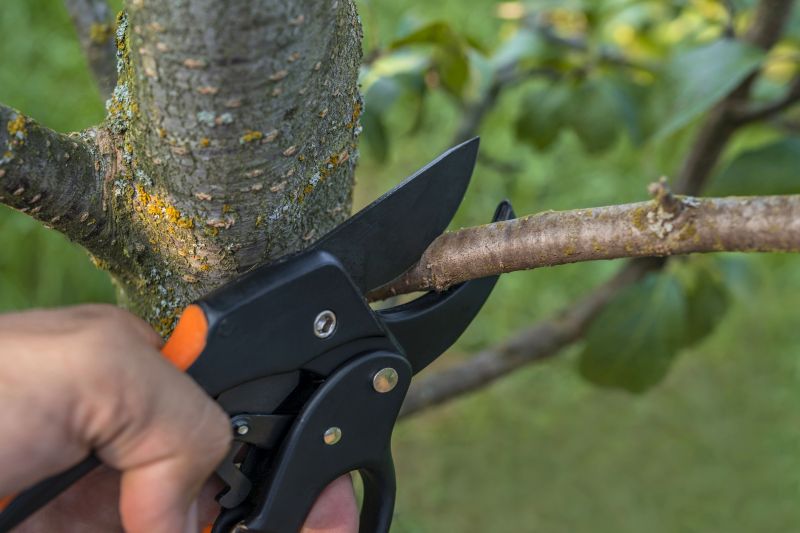 Mango Tree Trimming