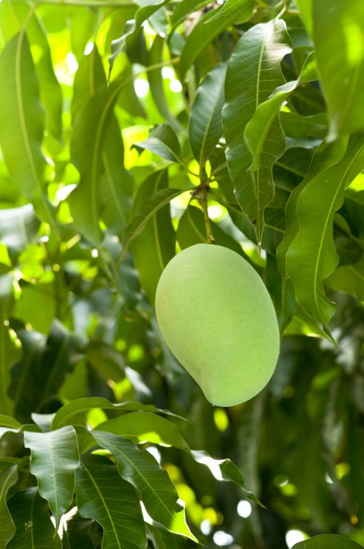 Enhance Tree Health