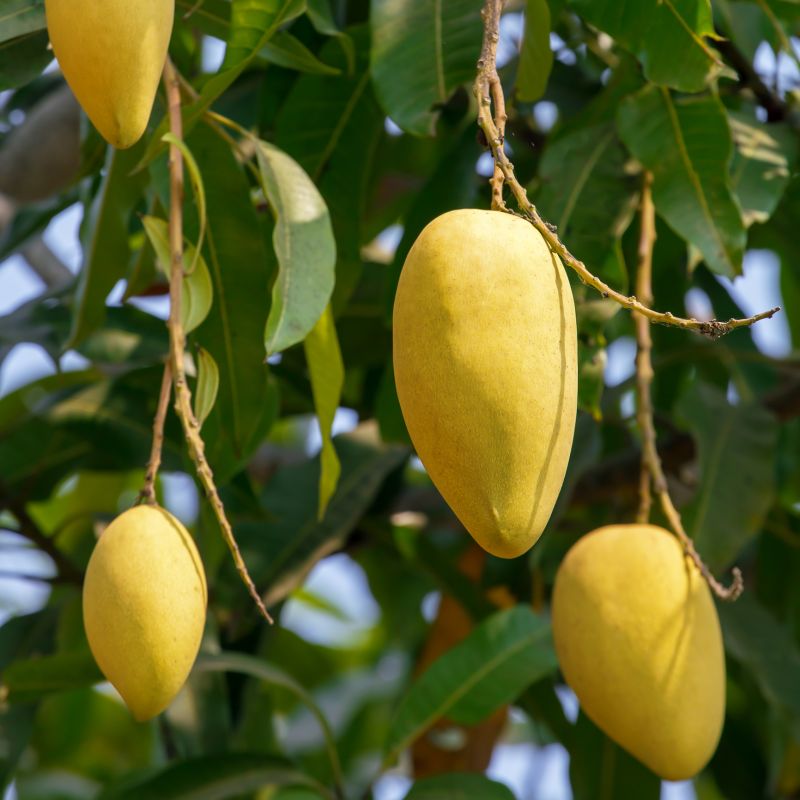 Improve Fruit Production